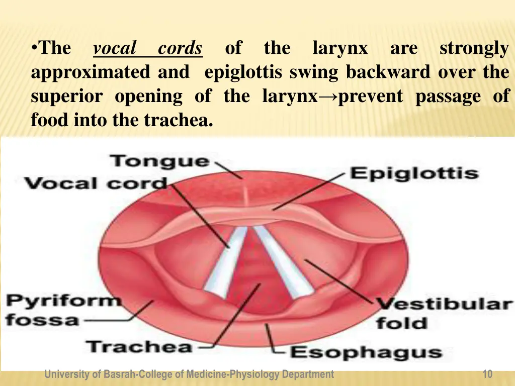 the vocal cords approximated and epiglottis swing