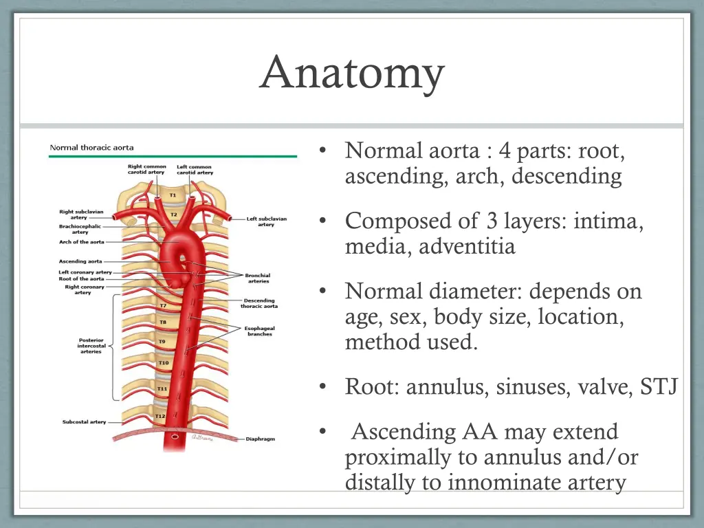 anatomy