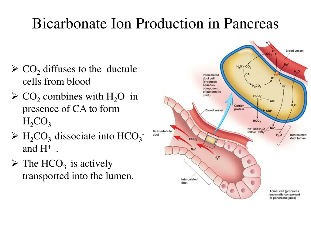 bicarbonate ion production in pancreas