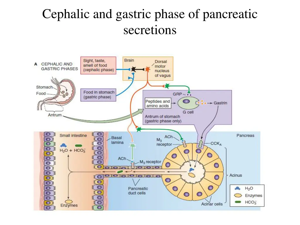 cephalic and gastric phase of pancreatic