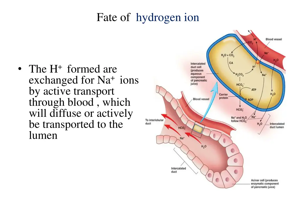 fate of hydrogen ion