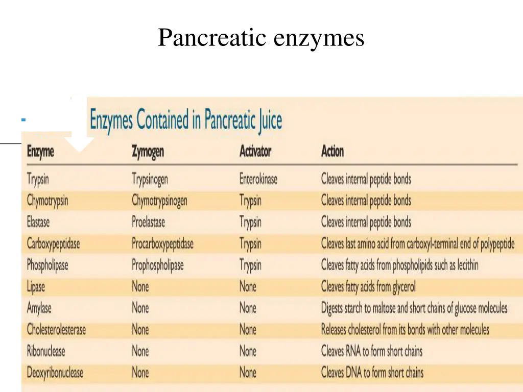 pancreatic enzymes