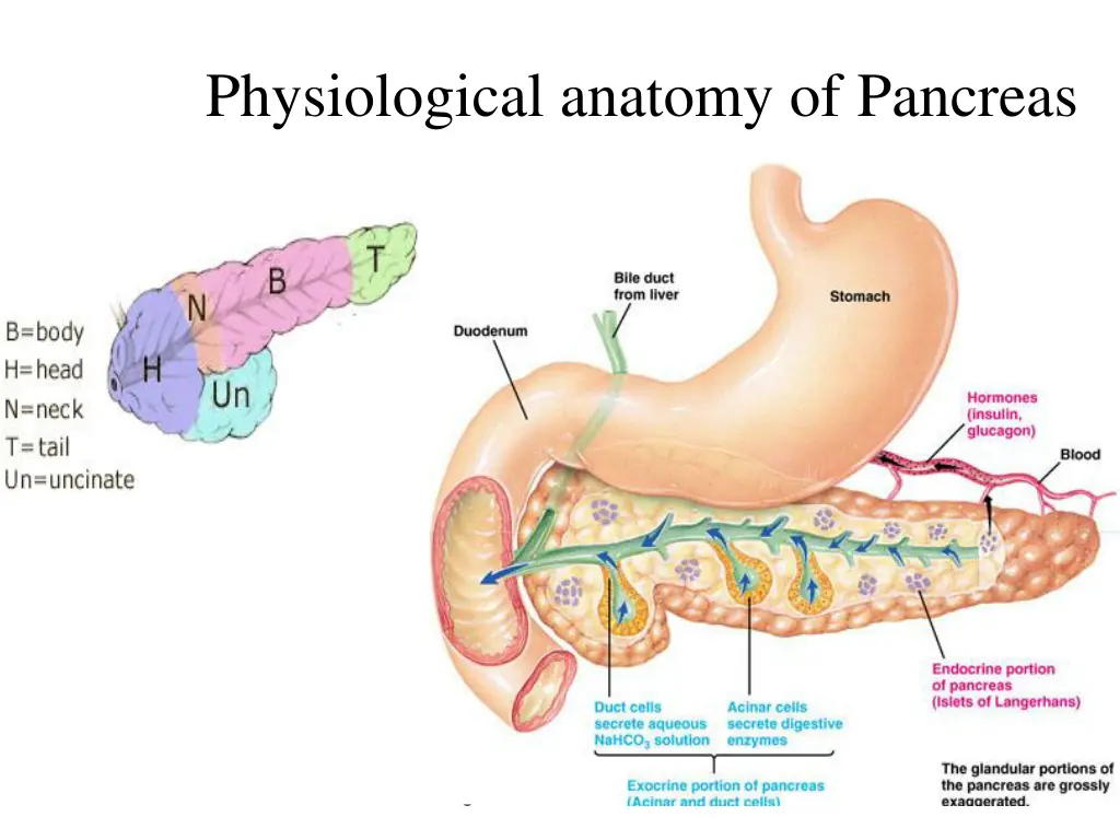 physiological anatomy of pancreas