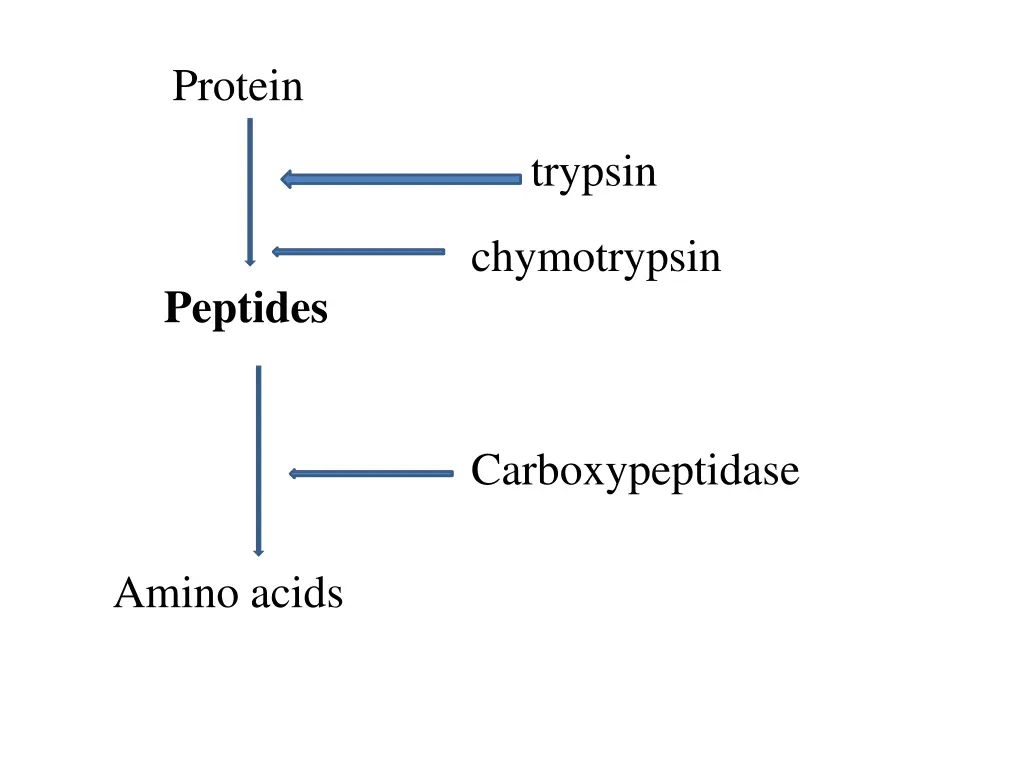 protein