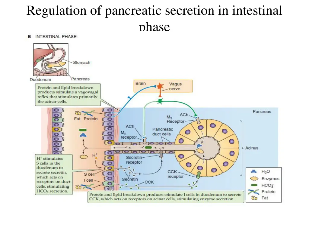 regulation of pancreatic secretion in intestinal 1