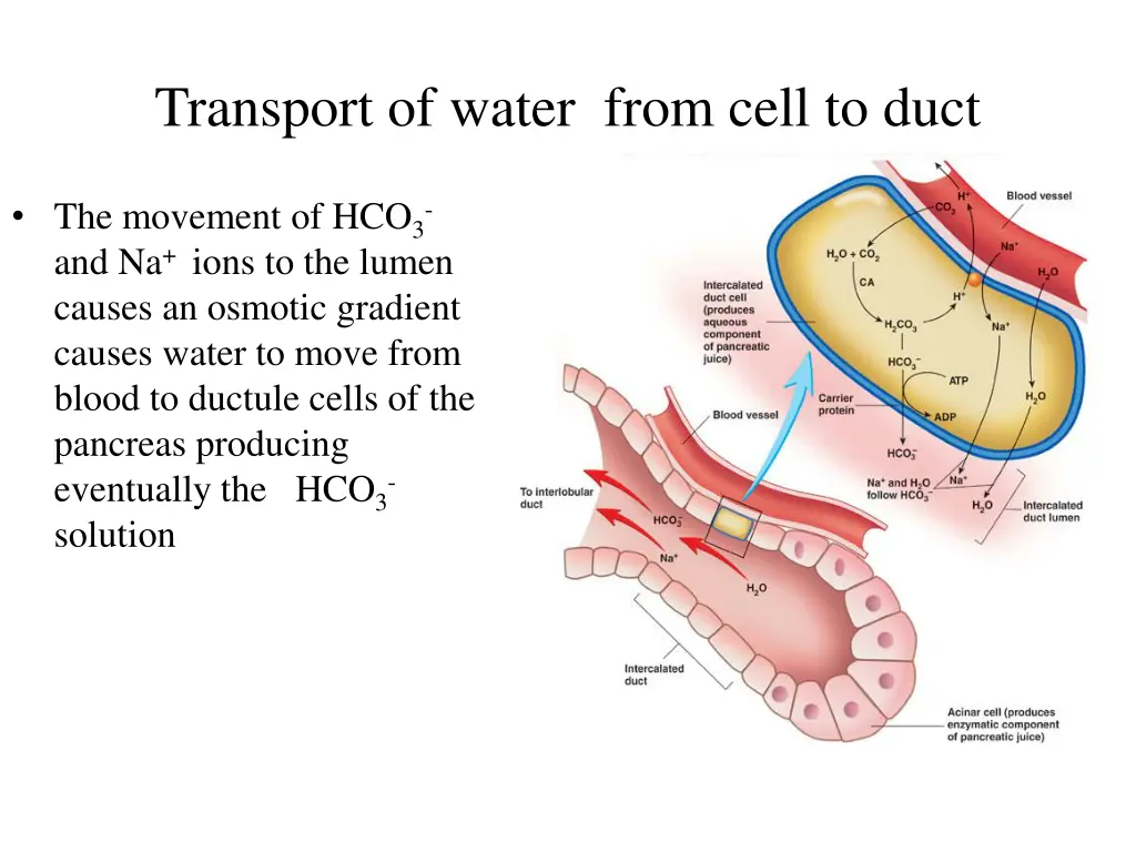 transport of water from cell to duct