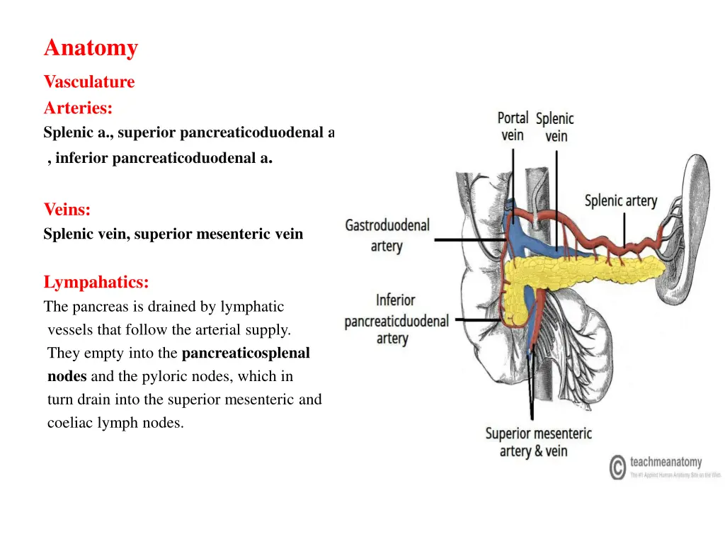 anatomy 1