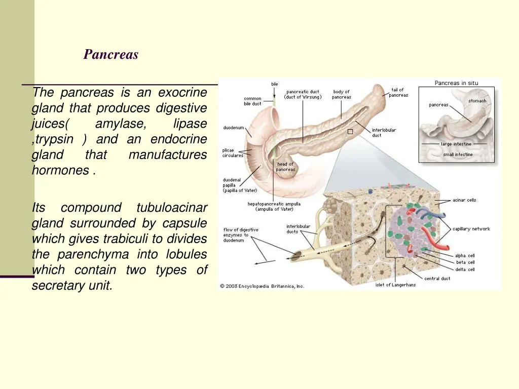 pancreas