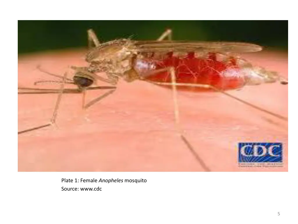 plate 1 female anopheles mosquito source www cdc