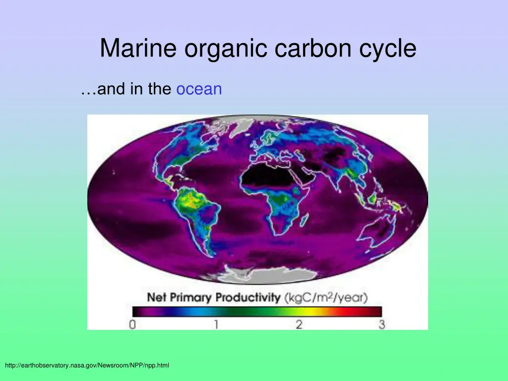 marine organic carbon cycle