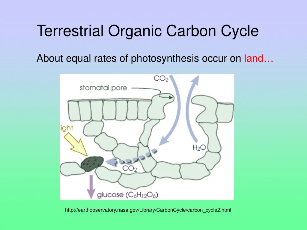terrestrial organic carbon cycle