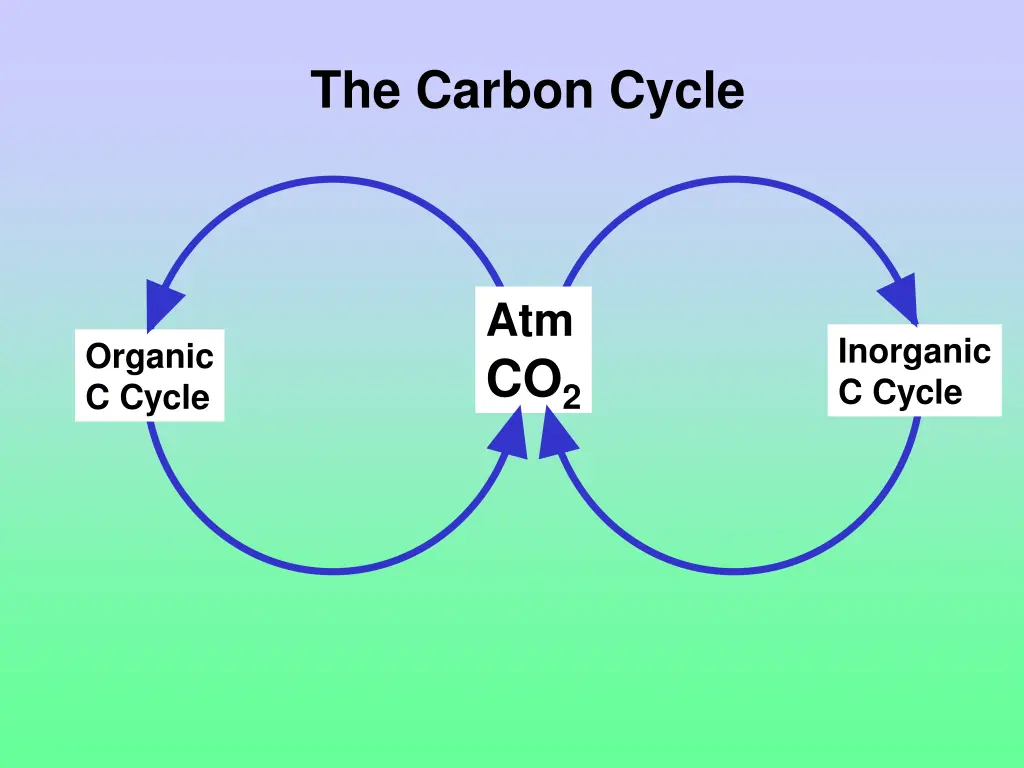 the carbon cycle 1