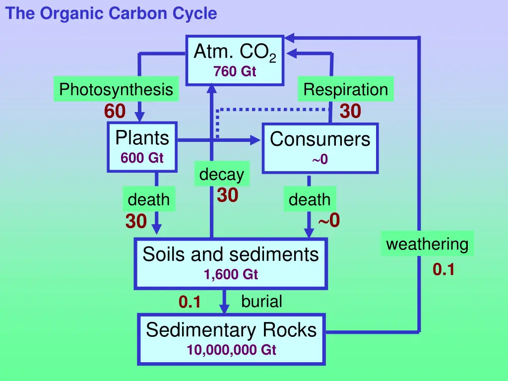 the organic carbon cycle 1