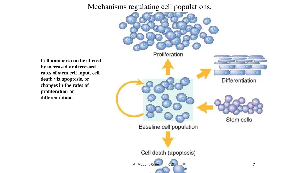 mechanisms regulating cell populations