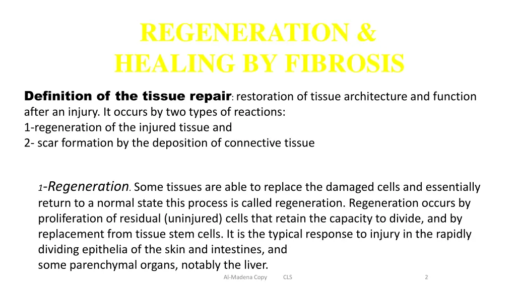regeneration healing by fibrosis