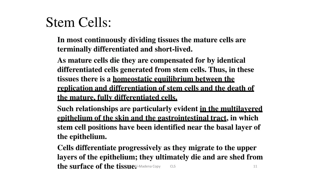 stem cells