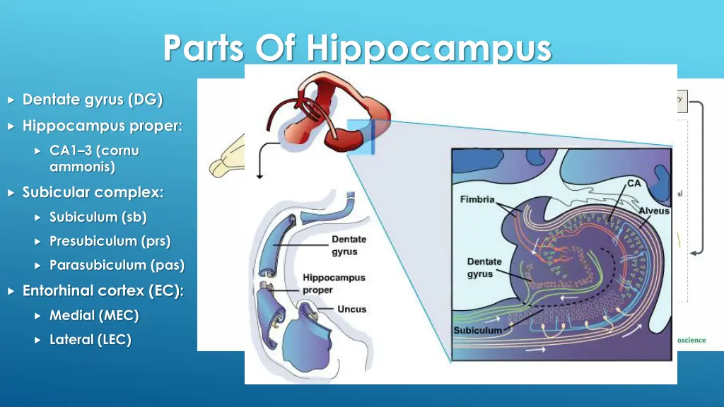parts of hippocampus
