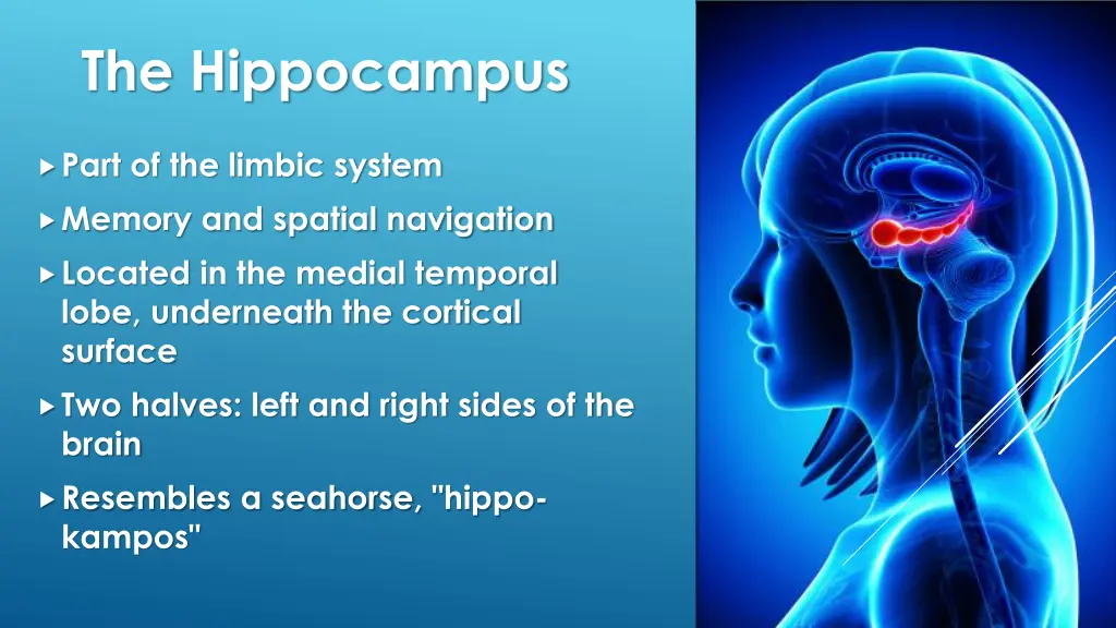 the hippocampus