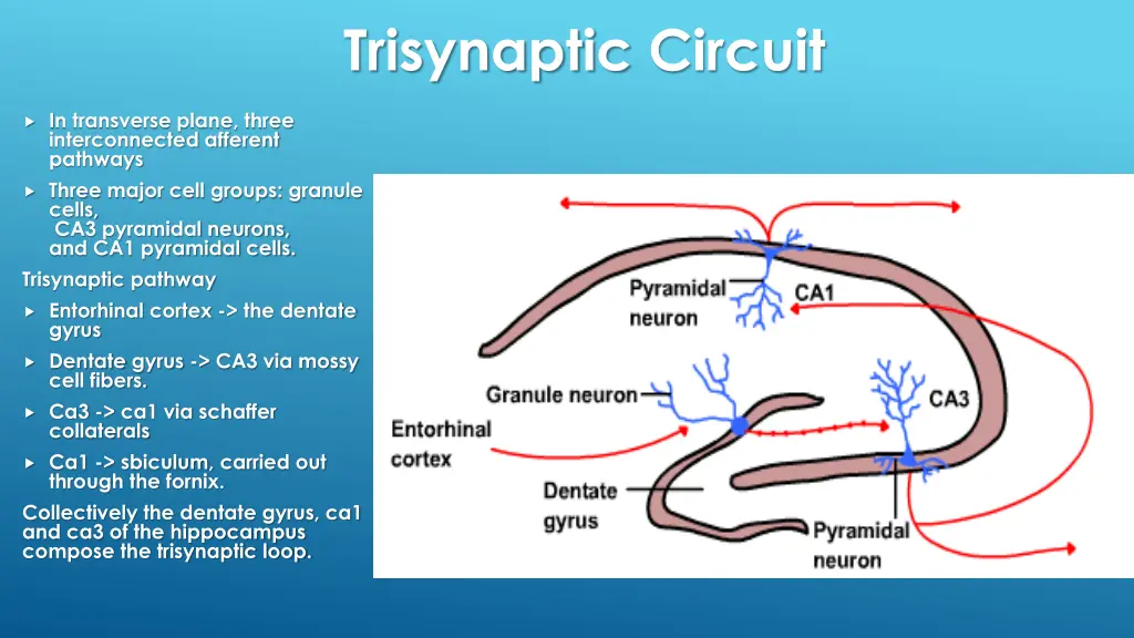 trisynaptic circuit
