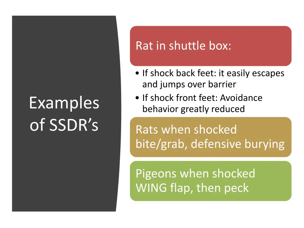 rat in shuttle box