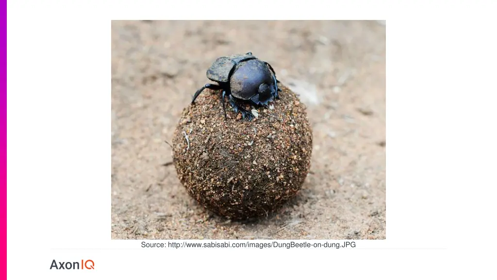 source http www sabisabi com images dungbeetle