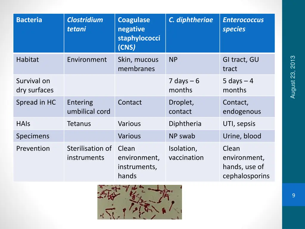 bacteria 2