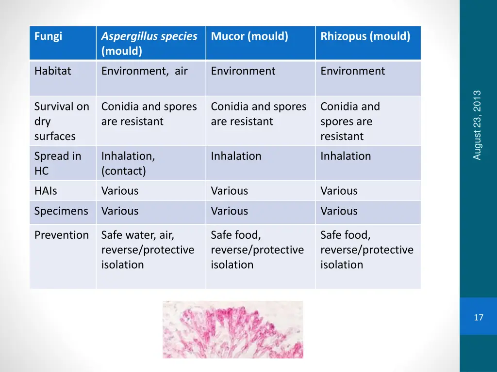 fungi 2