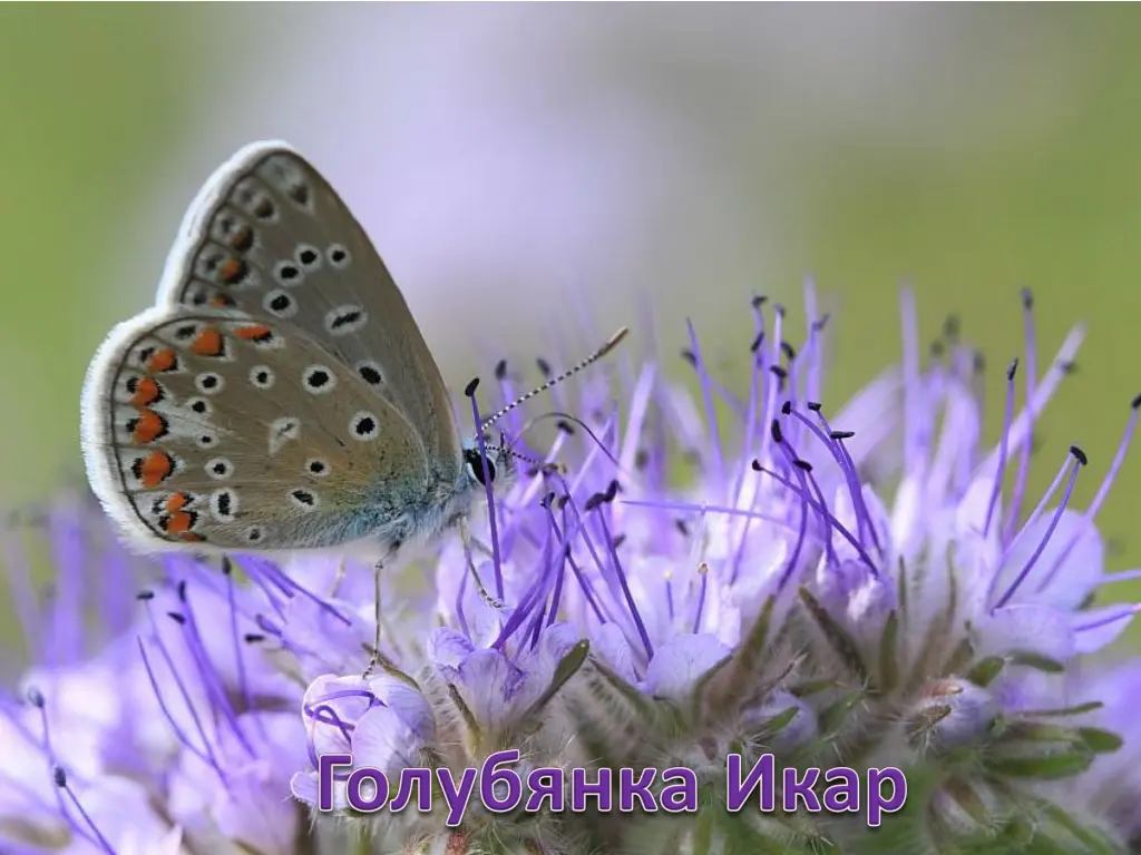 slide14