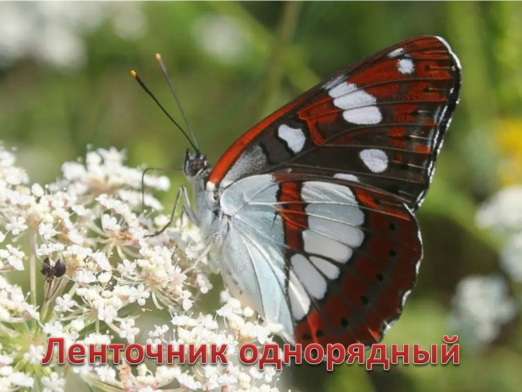 slide19