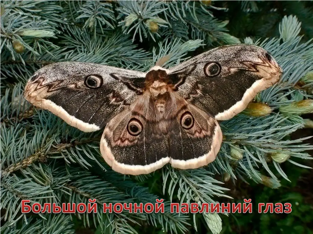 slide4