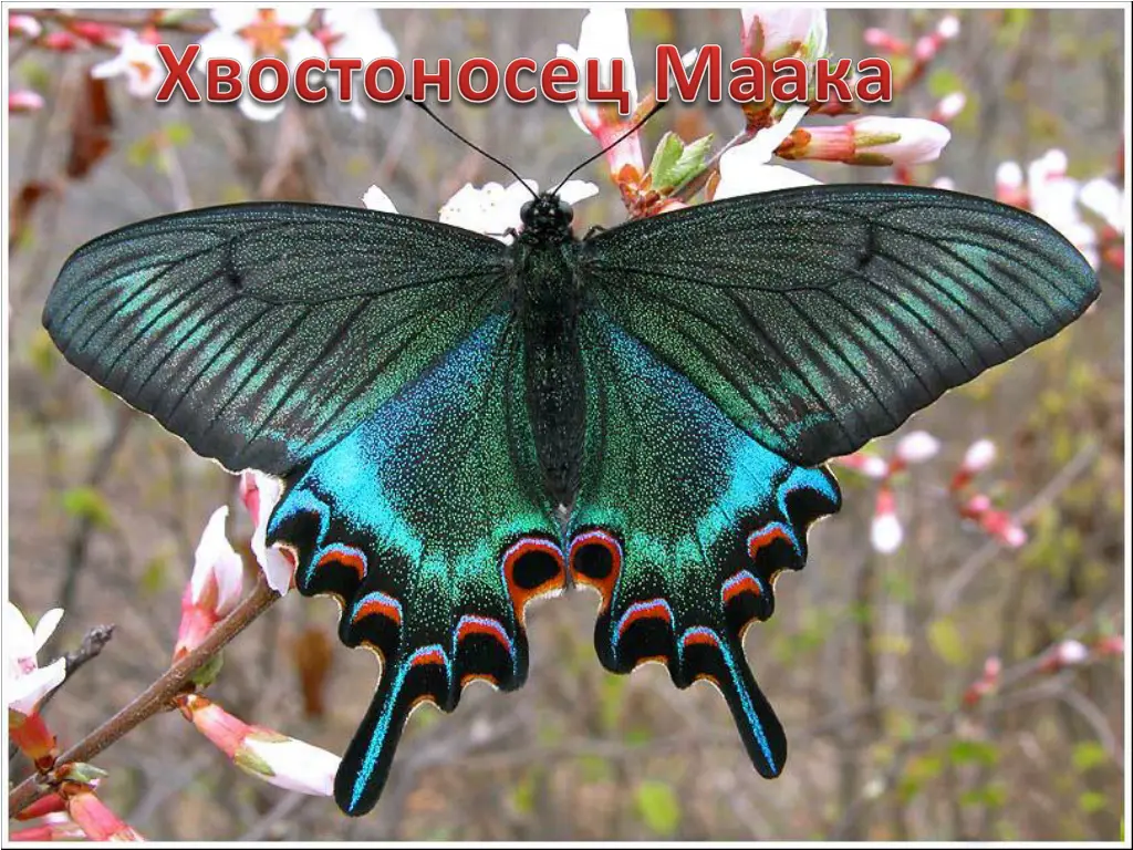 slide8