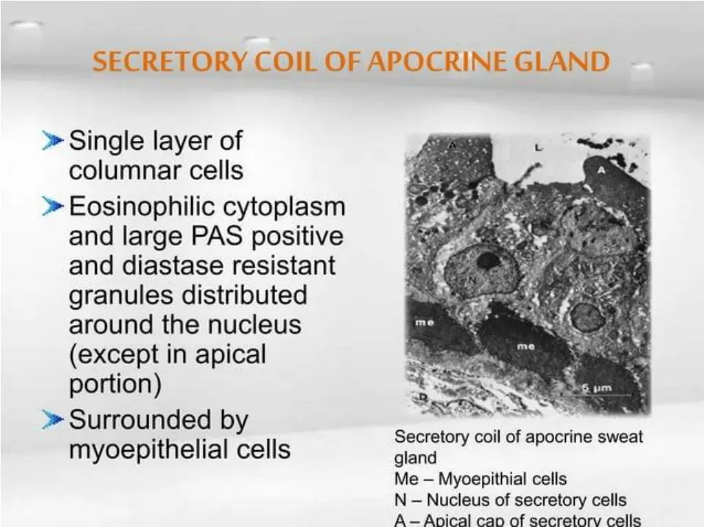 slide33