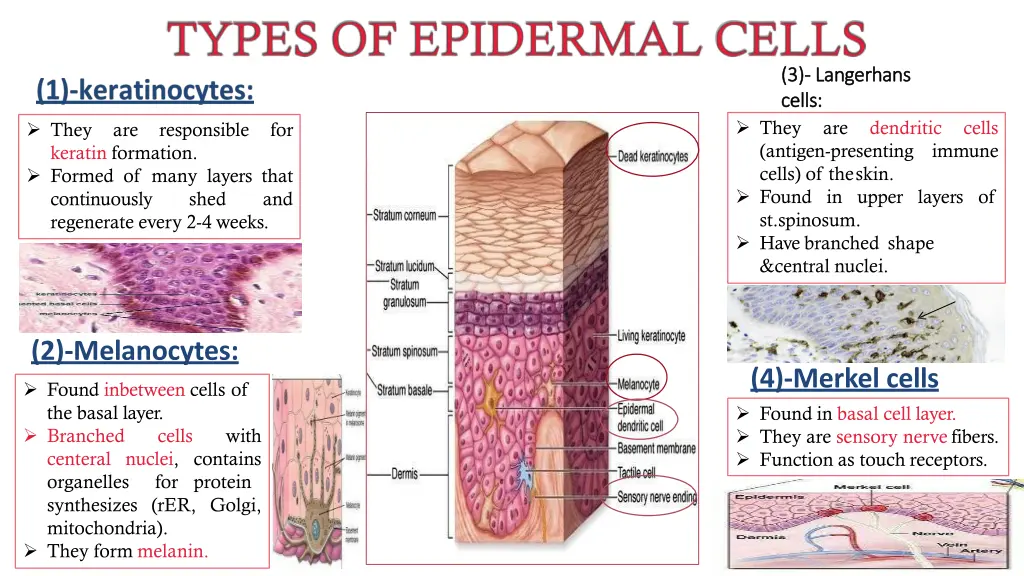3 3 langerhans langerhans cells cells they