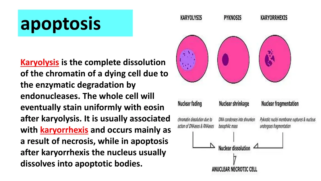 apoptosis