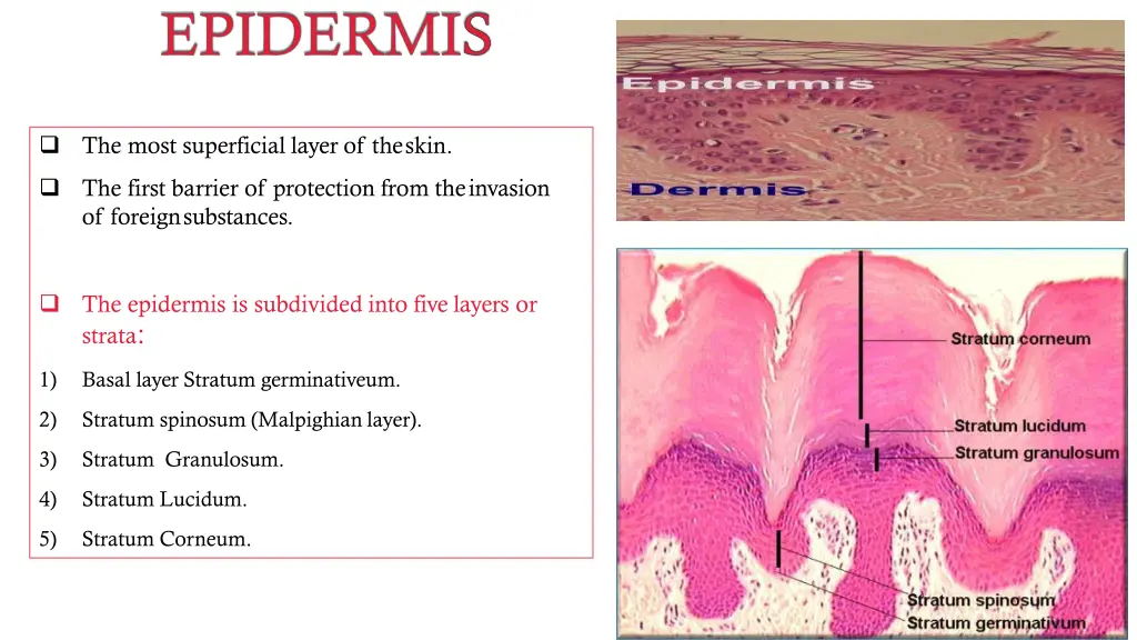 the most superficial layer of theskin