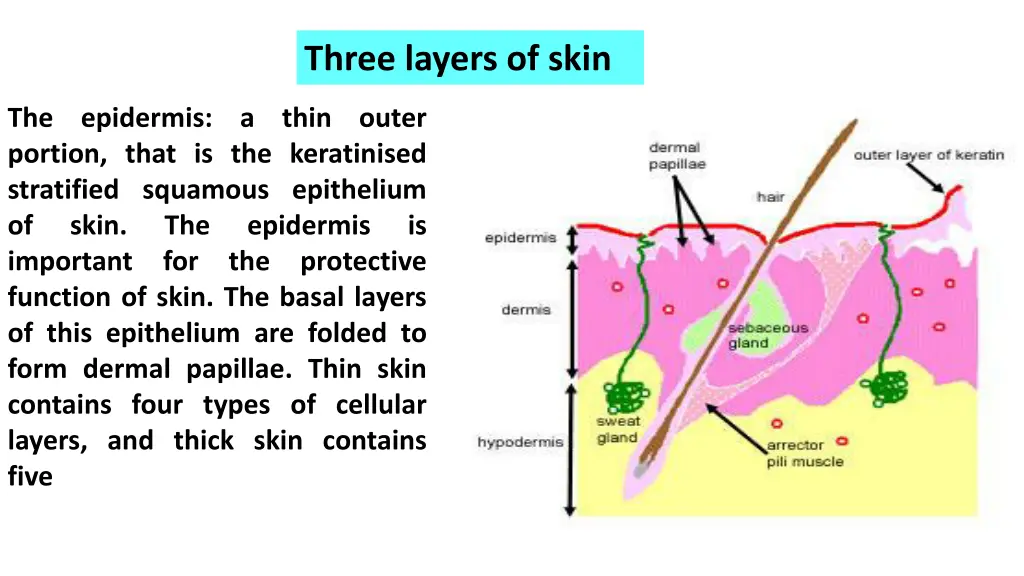 three layers of skin