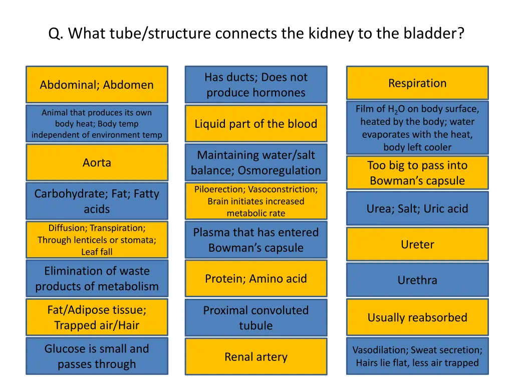 q what tube structure connects the kidney