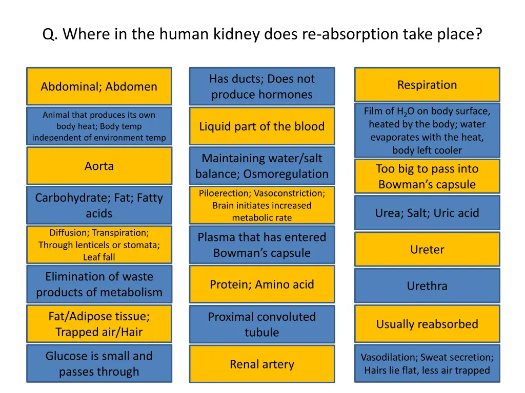 q where in the human kidney does re absorption