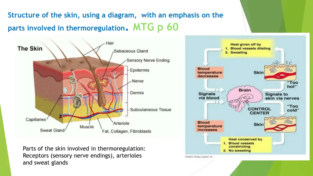 structure of the skin using a diagram with