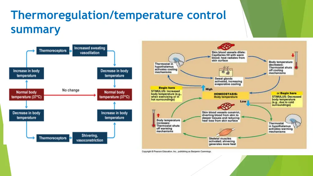 thermoregulation temperature control summary