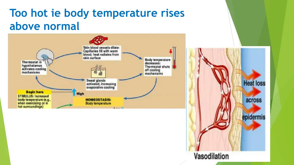 too hot ie body temperature rises above normal