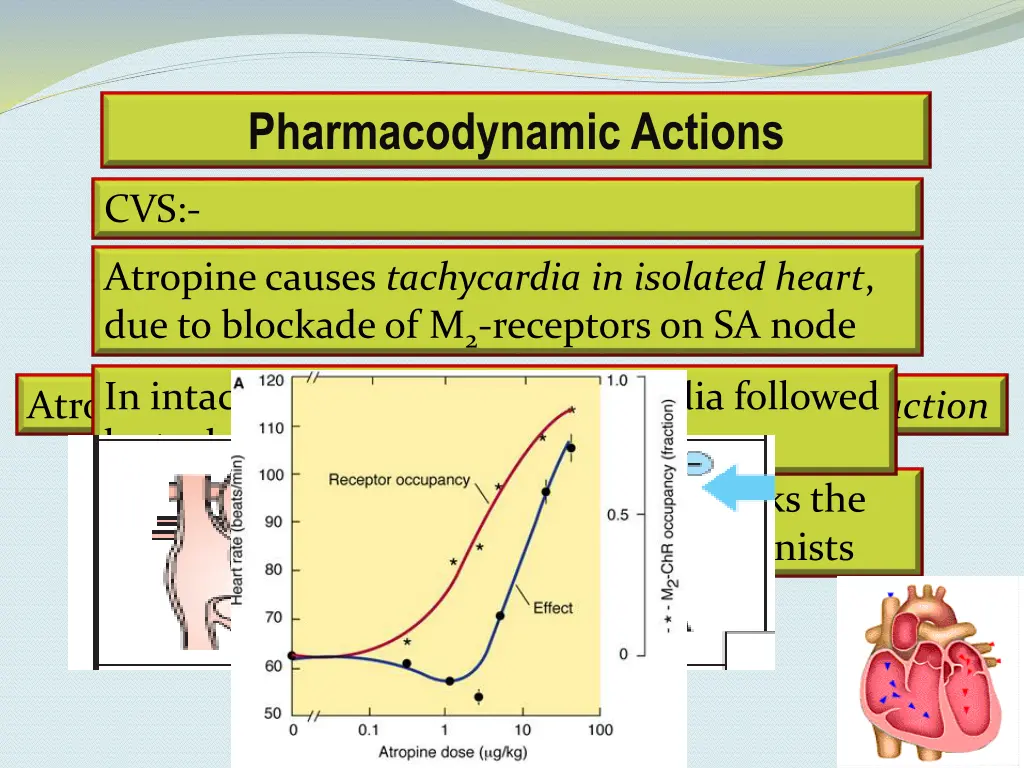 pharmacodynamic actions 1
