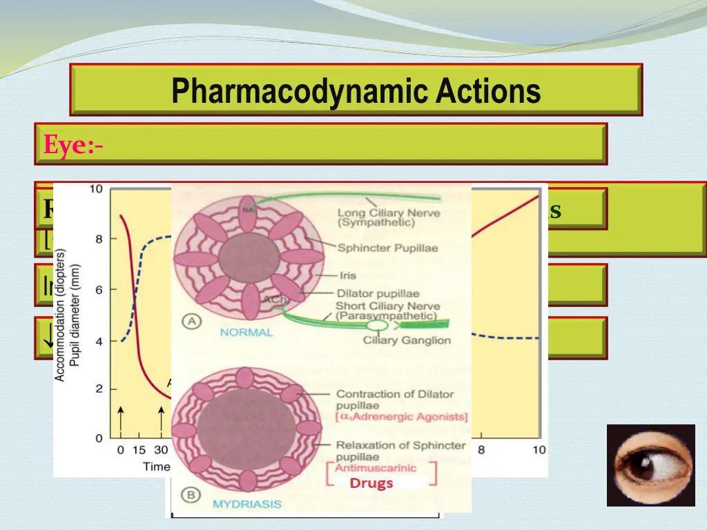 pharmacodynamic actions 2