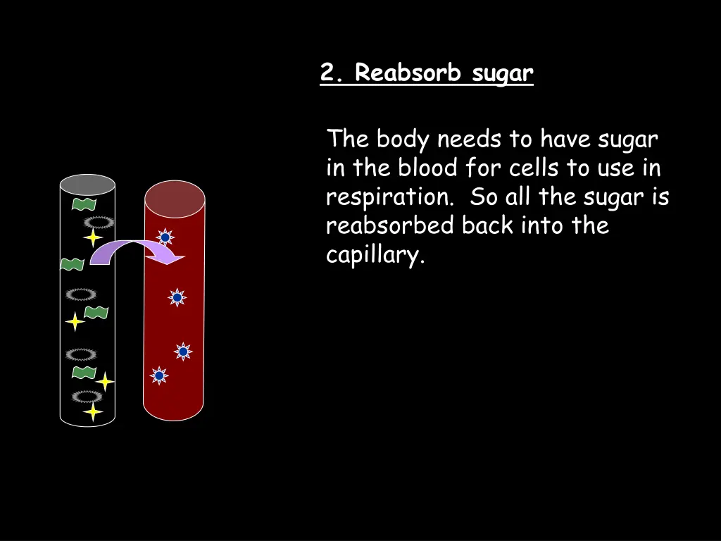 2 reabsorb sugar 1