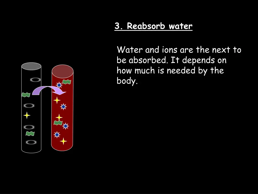 3 reabsorb water 1