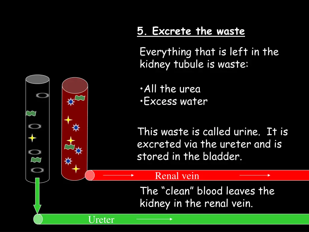 5 excrete the waste