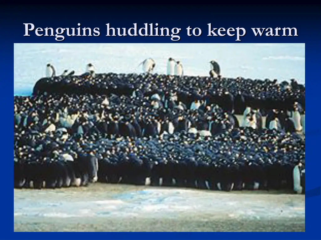 penguins huddling to keep warm