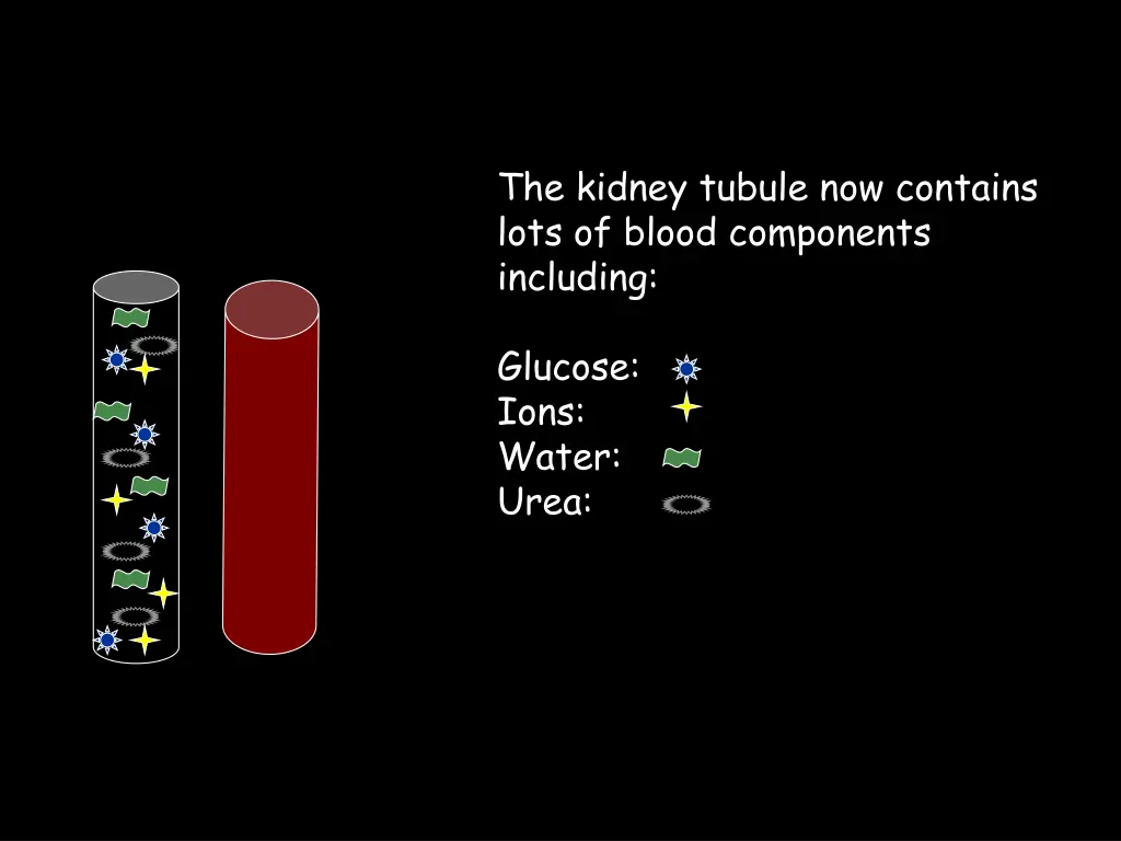 the kidney tubule now contains lots of blood