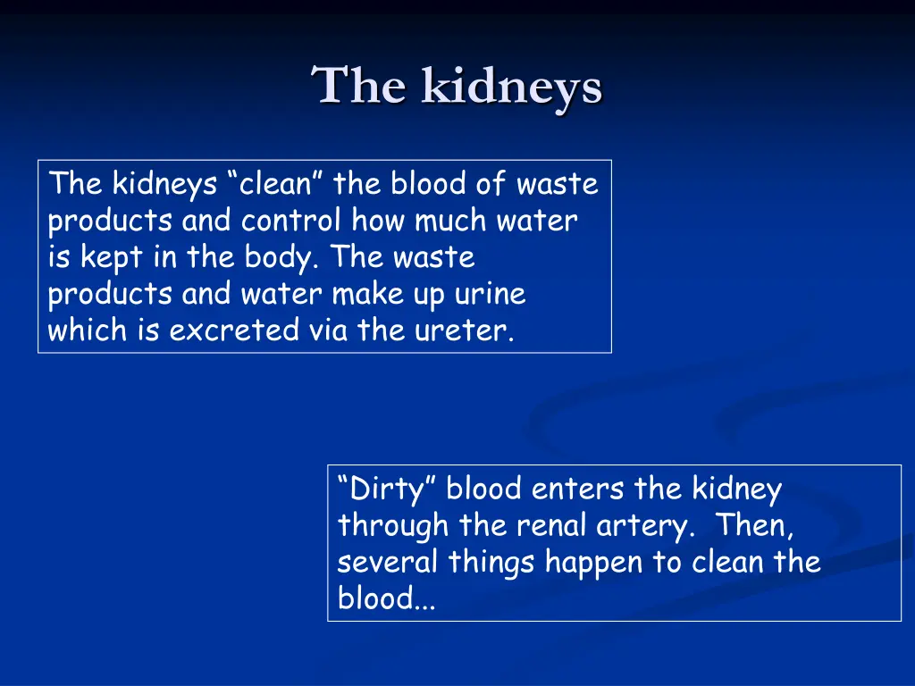 the kidneys