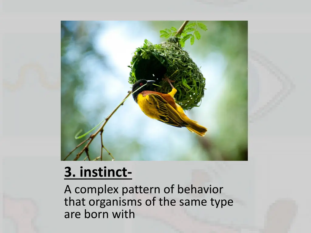 3 instinct a complex pattern of behavior that